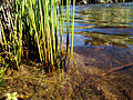 (8) Reeds.jpg