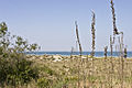 Fiori nelle dune.jpg