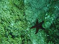 Starfish deep down.jpg