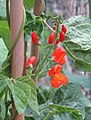 -2020-06-30 Runner beans in flower (Phaseolus coccineus), Trimingham, Norfolk (1).JPG