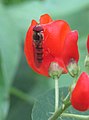 -2020-06-30 Hoverfly (Eupeodes corollae) on a runner bean flower, Trimingham, Norfolk.JPG