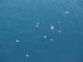 Seagulls Flocking - Adriatic Sea.png