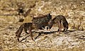 Crab (Pachygrapsus marmoratus).jpg