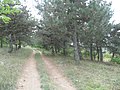 Приднестровье,близь с. Никольское - сосновый бор. - panoramio.jpg