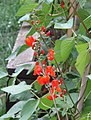 -2020-06-30 Runner beans in flower (Phaseolus coccineus), Trimingham, Norfolk (2).JPG